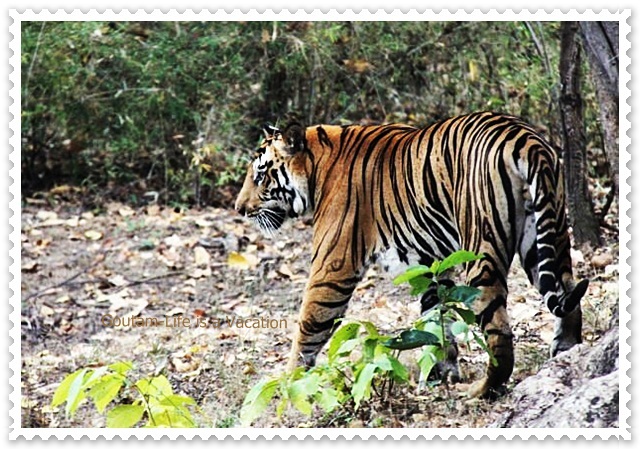 On the Tiger Trail- Bandhavgarh National Park, India
