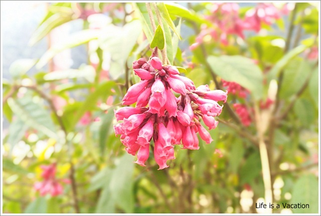 Romancing the Flowers (Rhododendrons) in Eastern Himalayas!!