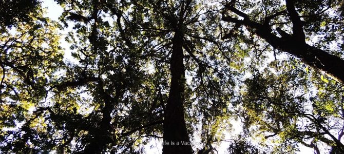 Worshiping Nature for Preservation, Mawphlang Sacred Forest